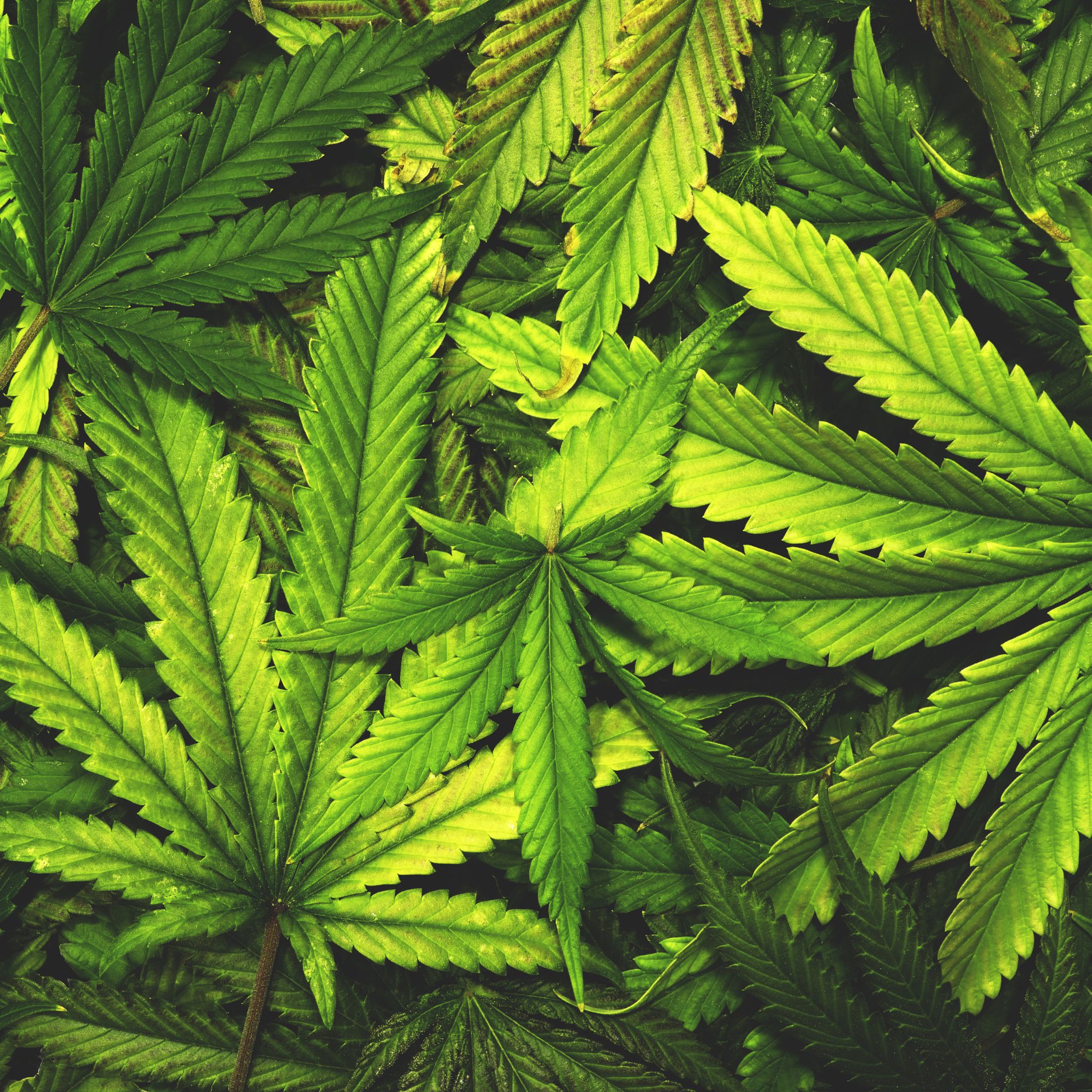 HEMP FARM BILL IMAGE